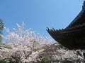 手水舎の屋根と桜