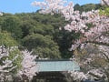 桜と拝殿の屋根