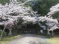 石段下の桜
