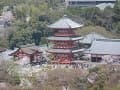 清水寺の三重塔と桜