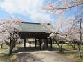 桜と拝殿