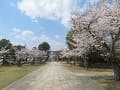 石畳と桜