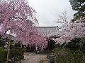 待賢門院桜とソメイヨシノ
