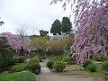 庭園の桜風景