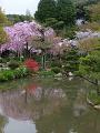 池に映る待賢門院桜