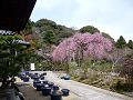 待賢門院桜と五位山