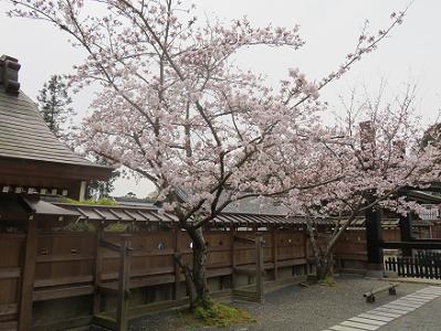 本圀寺の桜の写真