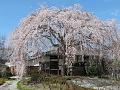 満開の枝垂桜2
