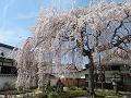 満開の枝垂桜3