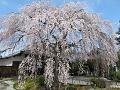 満開の枝垂桜4