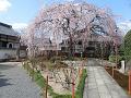 満開の枝垂桜5