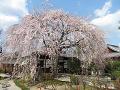 満開の枝垂桜6