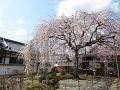 満開の枝垂桜7