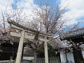 鳥居と先始めの山桜