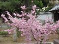 背の低い八重紅枝垂桜