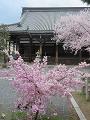 本堂と八重紅枝垂桜