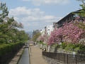 堀川と八重桜