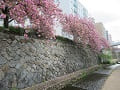 見上げる関山桜