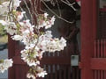 桜のアップと仁王門