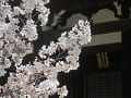 満開の桜越しに見る本堂