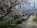 参道と満開の桜