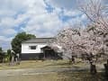 土蔵と桜2
