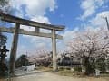 鳥居と桜