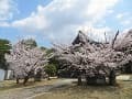 拝殿と桜