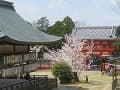 拝殿と楼門と桜
