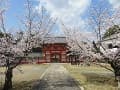 楼門と桜