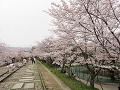 曇り空と満開の桜