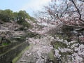 南禅寺橋から見る5分咲きの桜