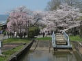 舟と満開の桜