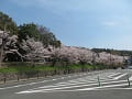 道路から見る満開の桜並木