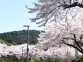 交差点から見たインクラインの桜並木