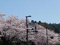 交差点から見たインクラインの桜並木2