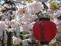 関山桜と提灯