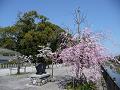 安居橋付近の枝垂桜