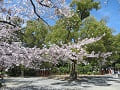 桜の枝先とクスノキ