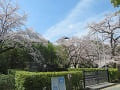 青空とエジソン記念碑と満開の桜