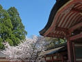 南総門の屋根と桜