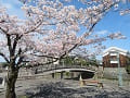 桜越しに見る安居橋