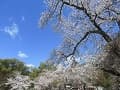 青空と満開の桜