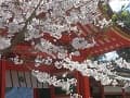 南総門と桜