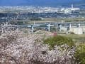 展望台から見下ろす桜