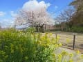 菜の花と満開の桜