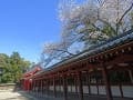 回廊と桜