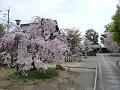 枝垂桜が見ごろを迎えた境内