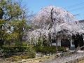 見ごろを迎えた早咲きの枝垂桜