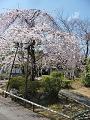 見ごろを迎えた早咲きの枝垂桜2